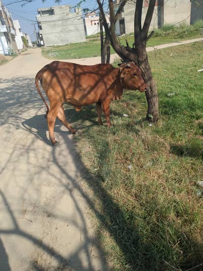 Desi Sahiwal Bachri for qurbanii
