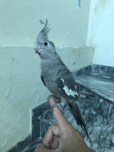 cocktail charcoal female