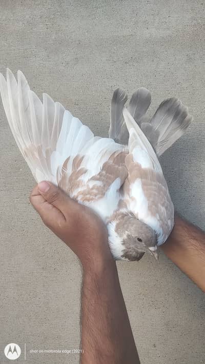 Pigeon rangeen for sale