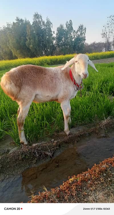 Turkish sheep for sale in barazai village tehsil Hazro