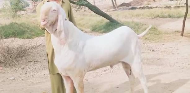 Rajanpuri Bakra Urgent For Sale _ 03102729869