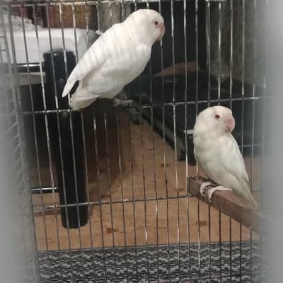 Lovebird pair for sale