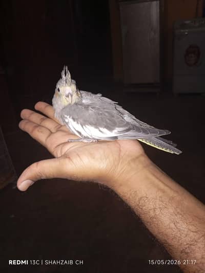 cocktail chicks for handtame