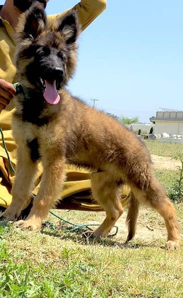 lever German shepherd mail 3 mahnt for sale active and healthy