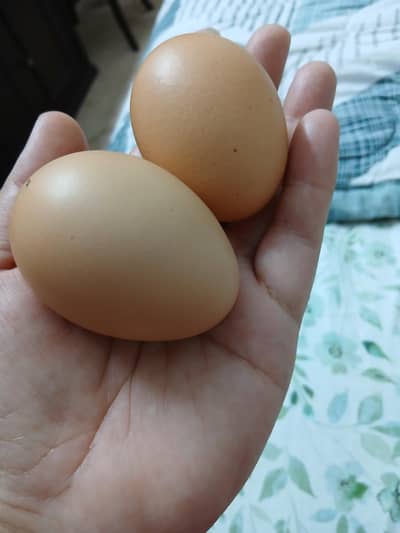 loman brown k eggs for sale cal on  03287570542