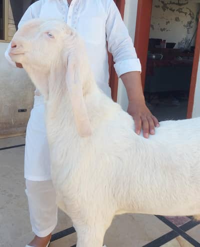Pure Rajan Puri Bakra 80KG