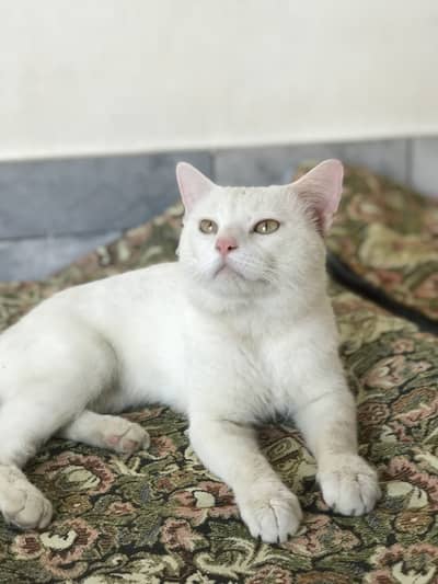 CAT  for Sale