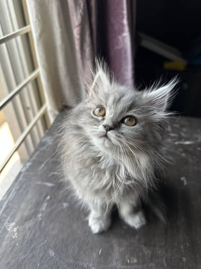 Triple coat Persian