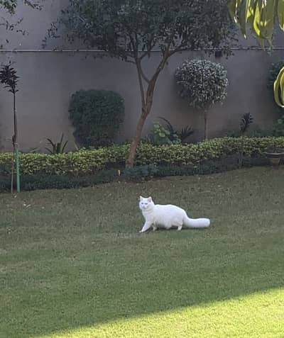 Cute Male Persian Cat for Sale | House Trained & Friendly