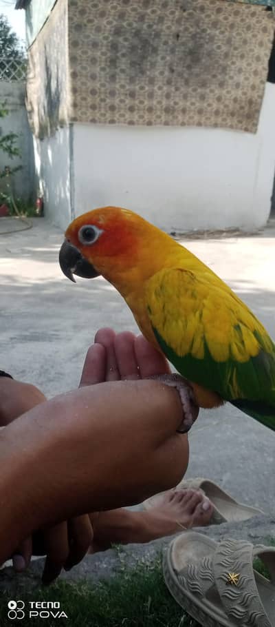 Sun Concure 2 years old