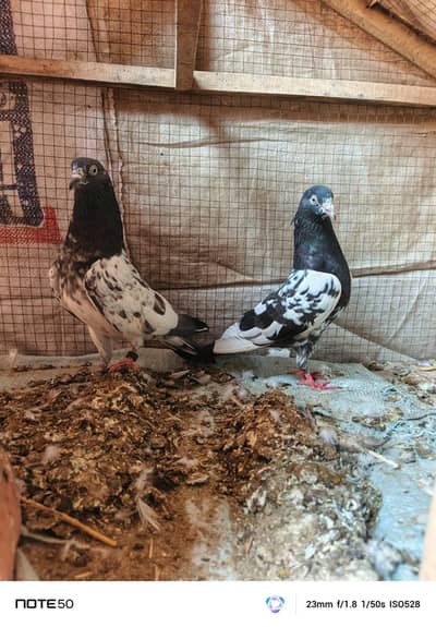 full breeder pair rampuri male & teddy female