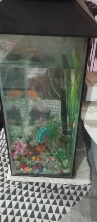 aquarium 1 fish double pump ke sath