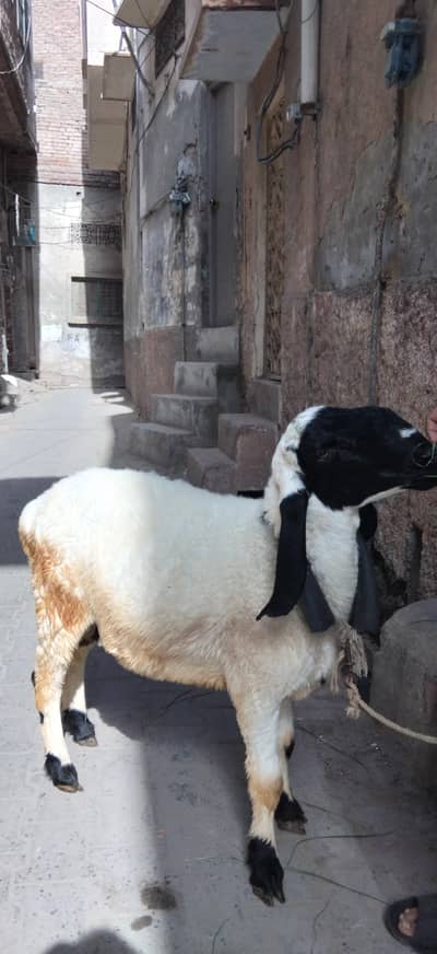 sheep and 12 mahine ka hai khira ha got 12 mahine ka dhandha hai alham