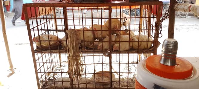 murgi ka pinjra sale