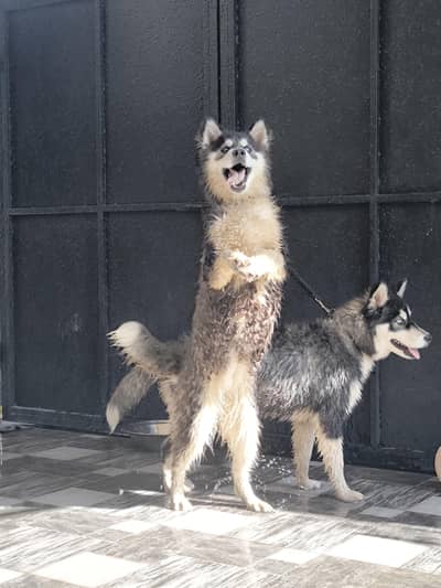 syberian huskies