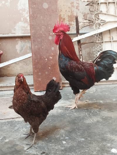 Rooster and Hen(Laying eggs)