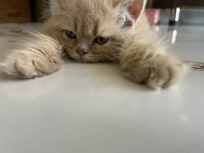 Persian punched face double coated
