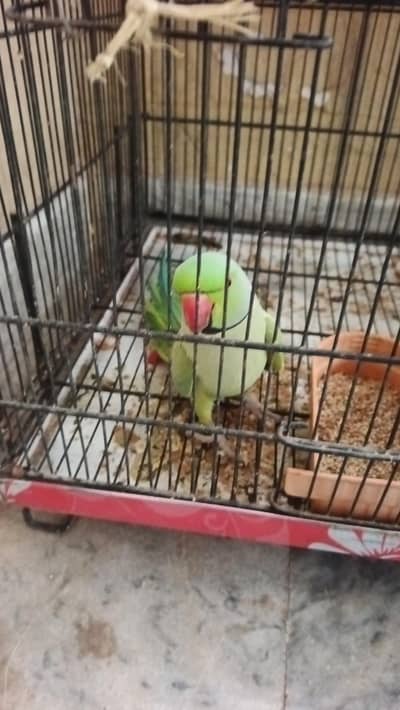 parrot for sale