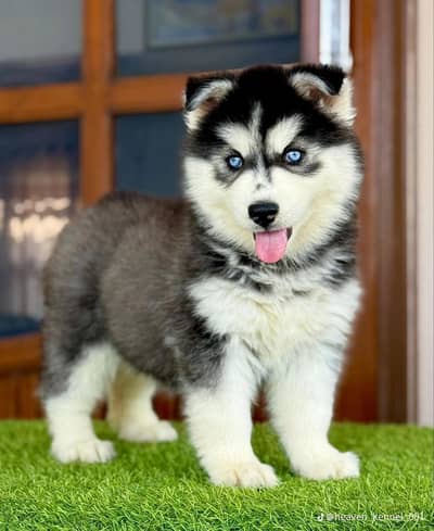 Siberian husky fore sale Whatsapp number 0340.4237994