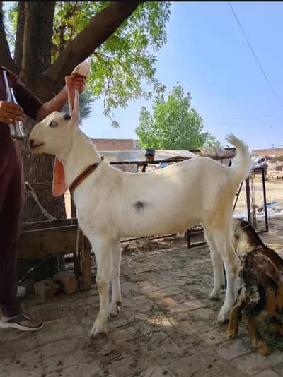 khasi donde bkre qurbani 2026
