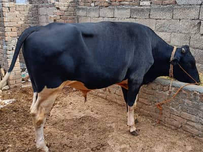 Desi Bull for Qurbani