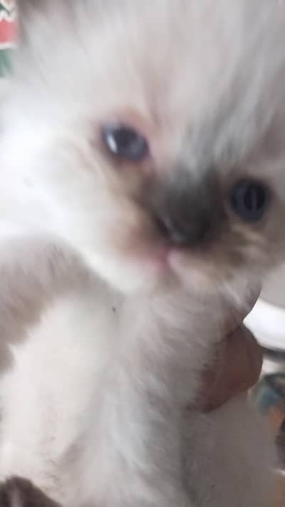 2 female cats for sale
