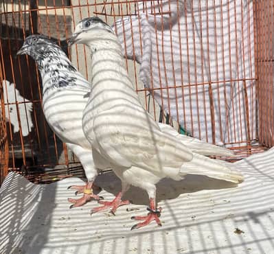 Sailkoti bredr pair