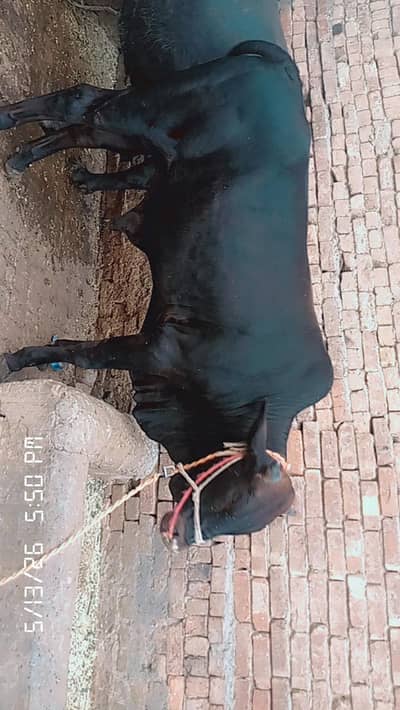 Black bull