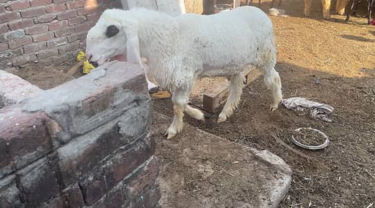 Sheep lela bakra kajla mundra goat
