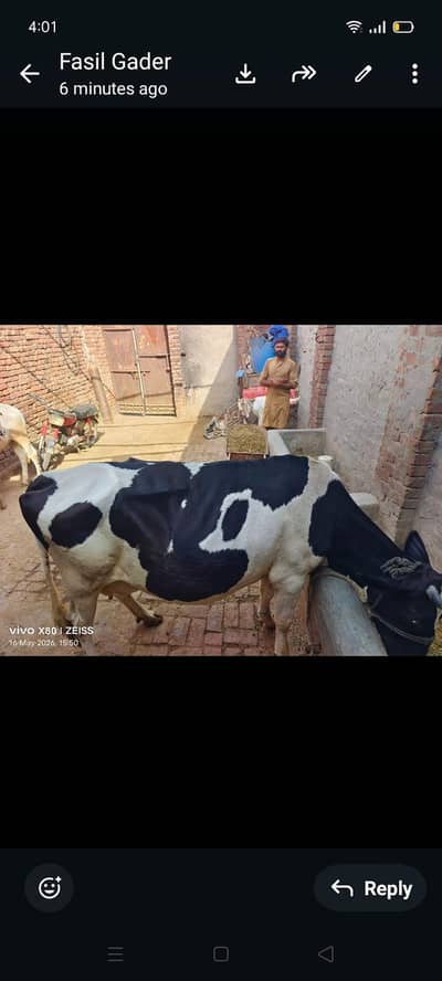 Australian cow