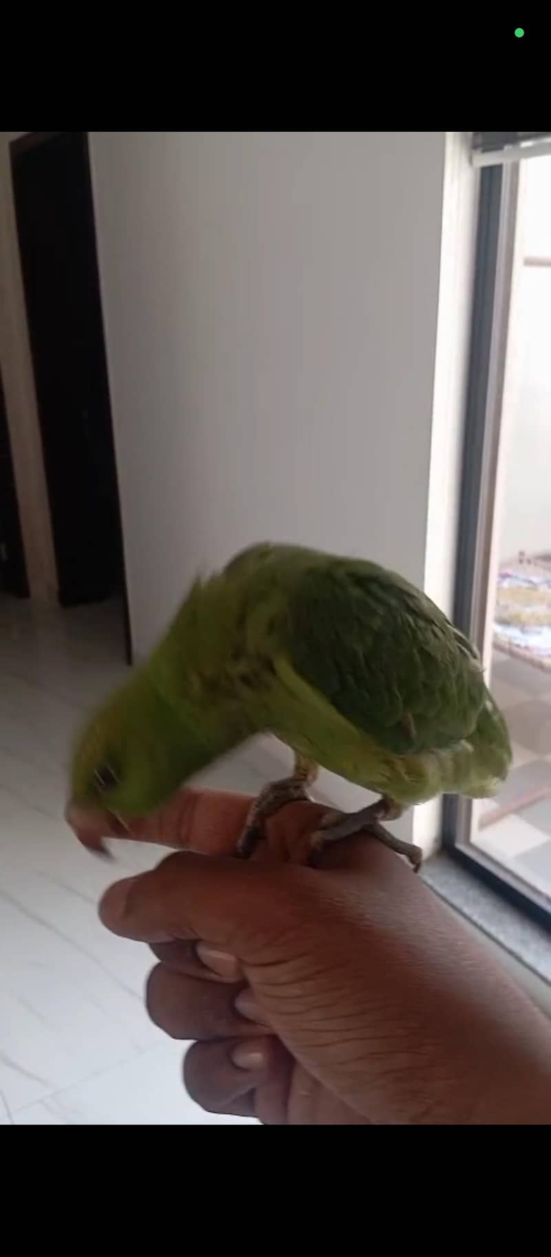 Parrot 0