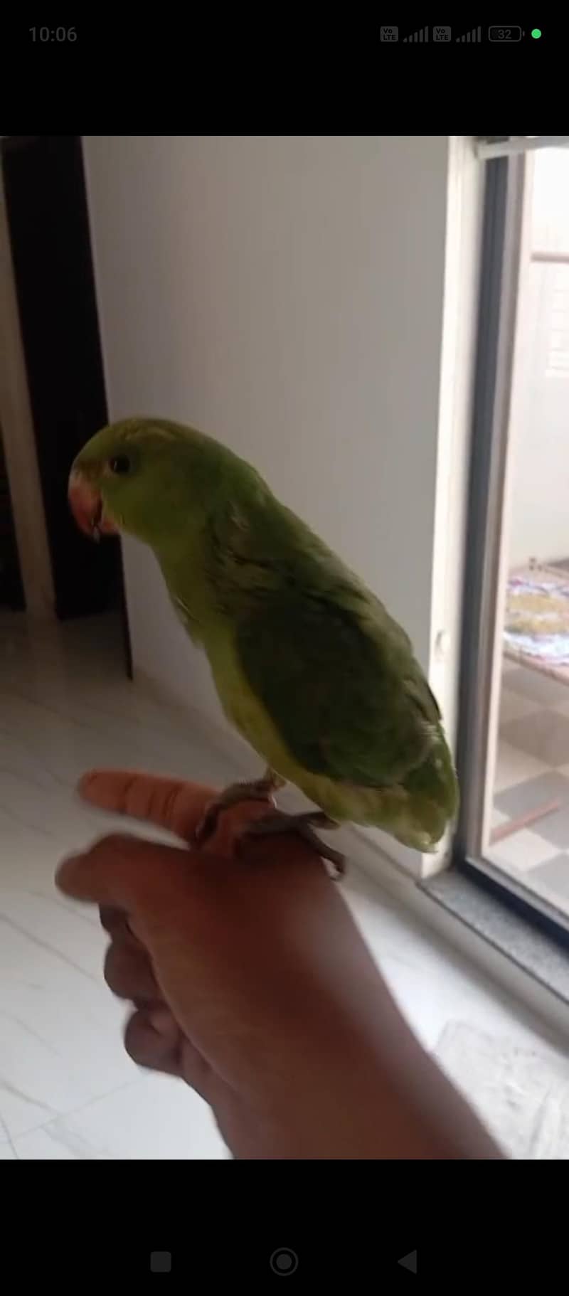 Parrot 1