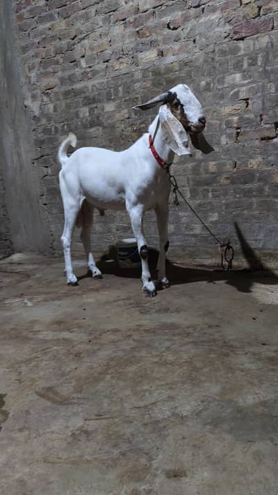 2 daant bakra aando