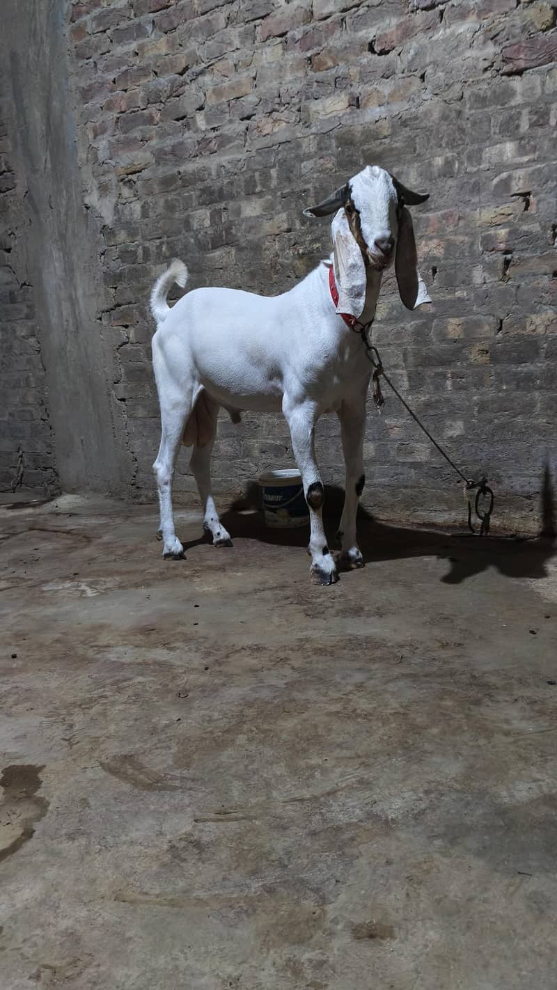 2 daant bakra aando 1