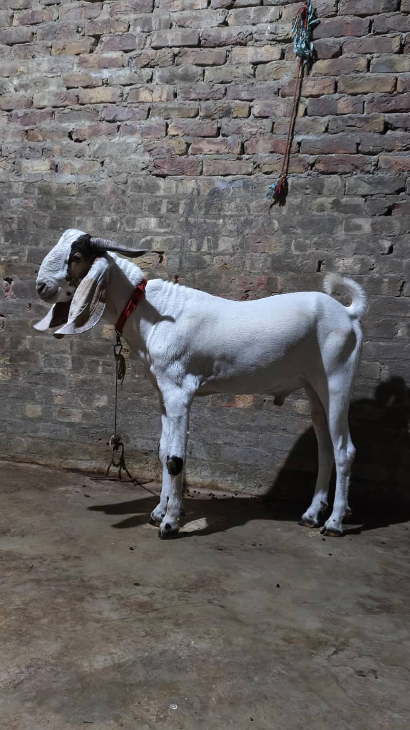 2 daant bakra aando 2