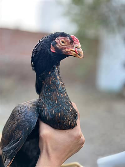 Aseel Amrohi female and mereethi male