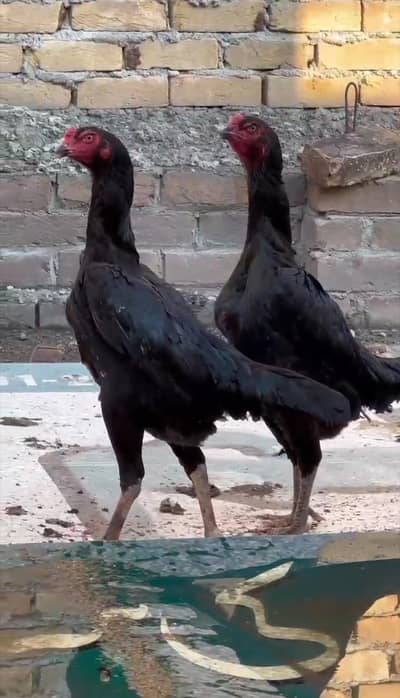 Black Shamo Breeder Female