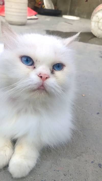 PERSIAN CAT PUNCH FACE BLUE EYES WATHSAPP:03004702477