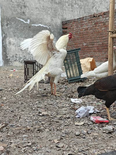 heery eggs with fertility gurantee