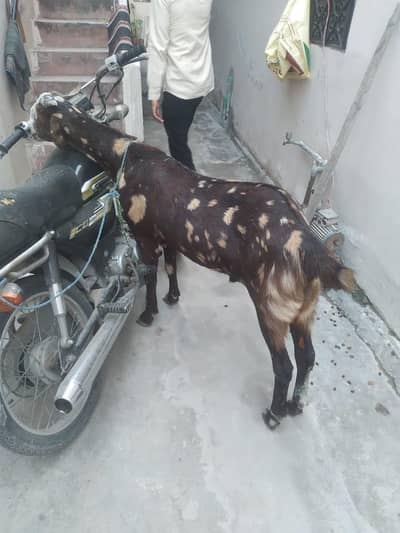 Sindhi Goat For Sale
