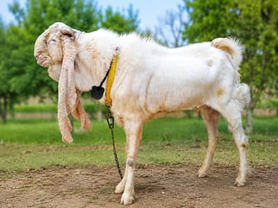 sale for Gulabi Andoi Breeder Bakra