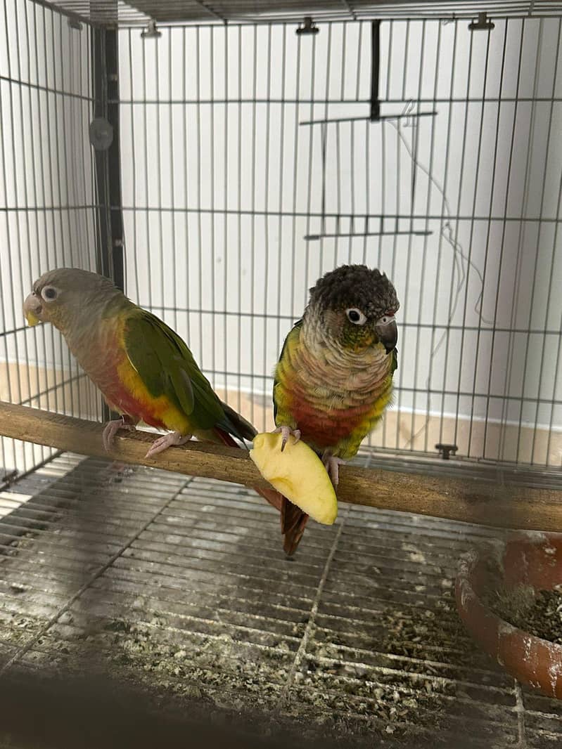 conure 0