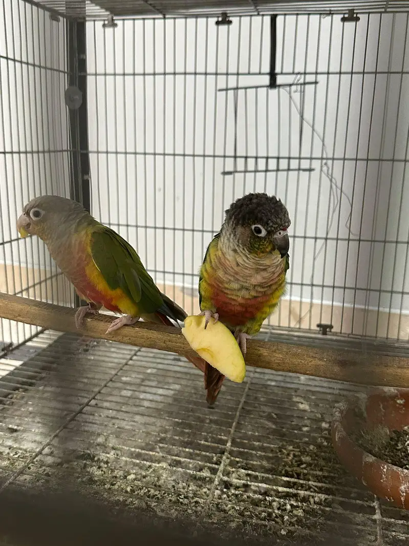 conure