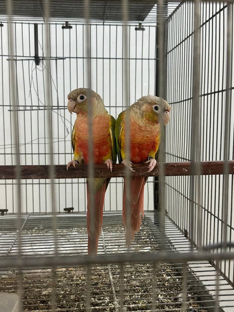 conure 1