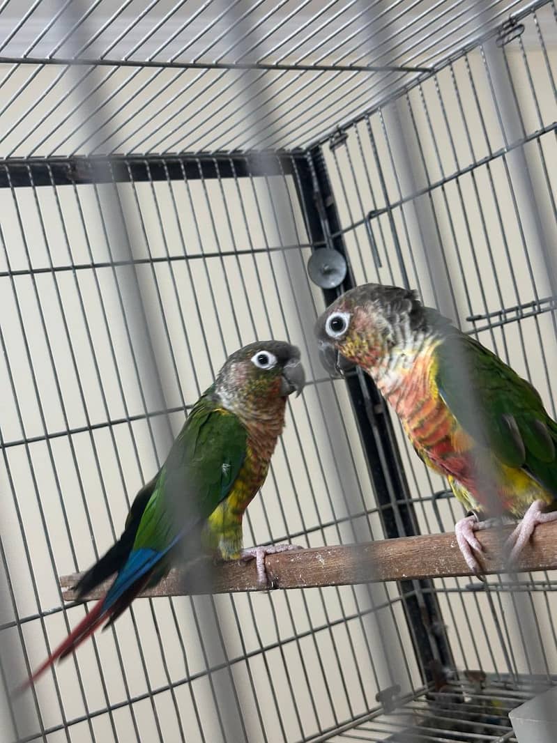 conure 2
