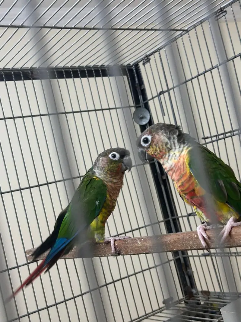 conure — photo 3