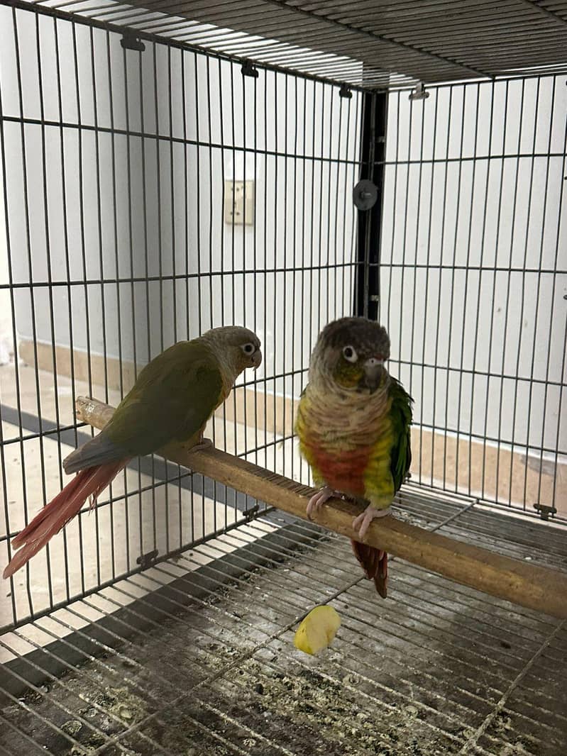 conure 3