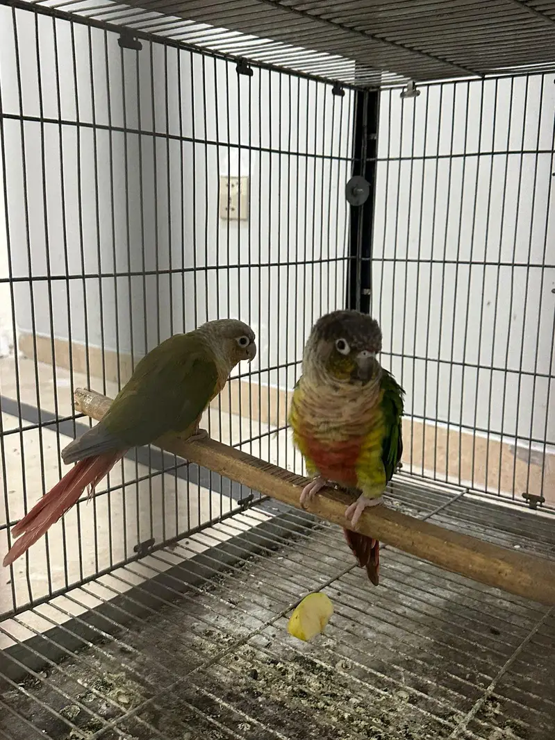 conure — photo 4