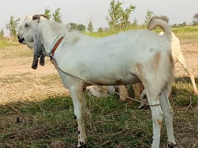 Beetal Goat | Desi Goat | Qurbani 2026 |2 dant | white  ںکرا |