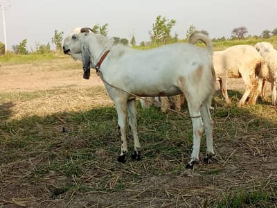 Beetal Goat | Desi Goat | Qurbani 2026 |2 dant | white  ںکرا |